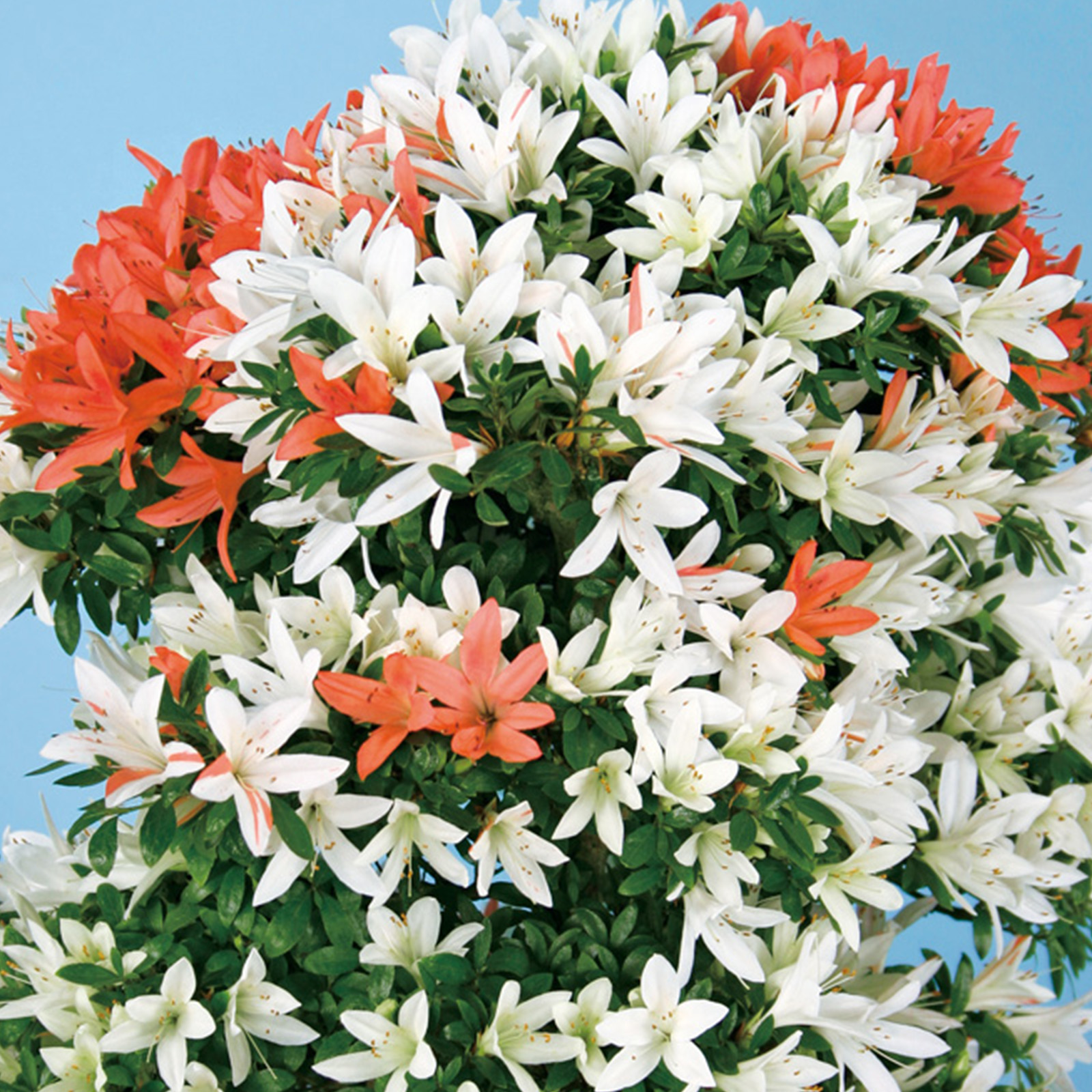 さつき花辞典：聖晃 ｜ さつき盆栽春夏秋冬