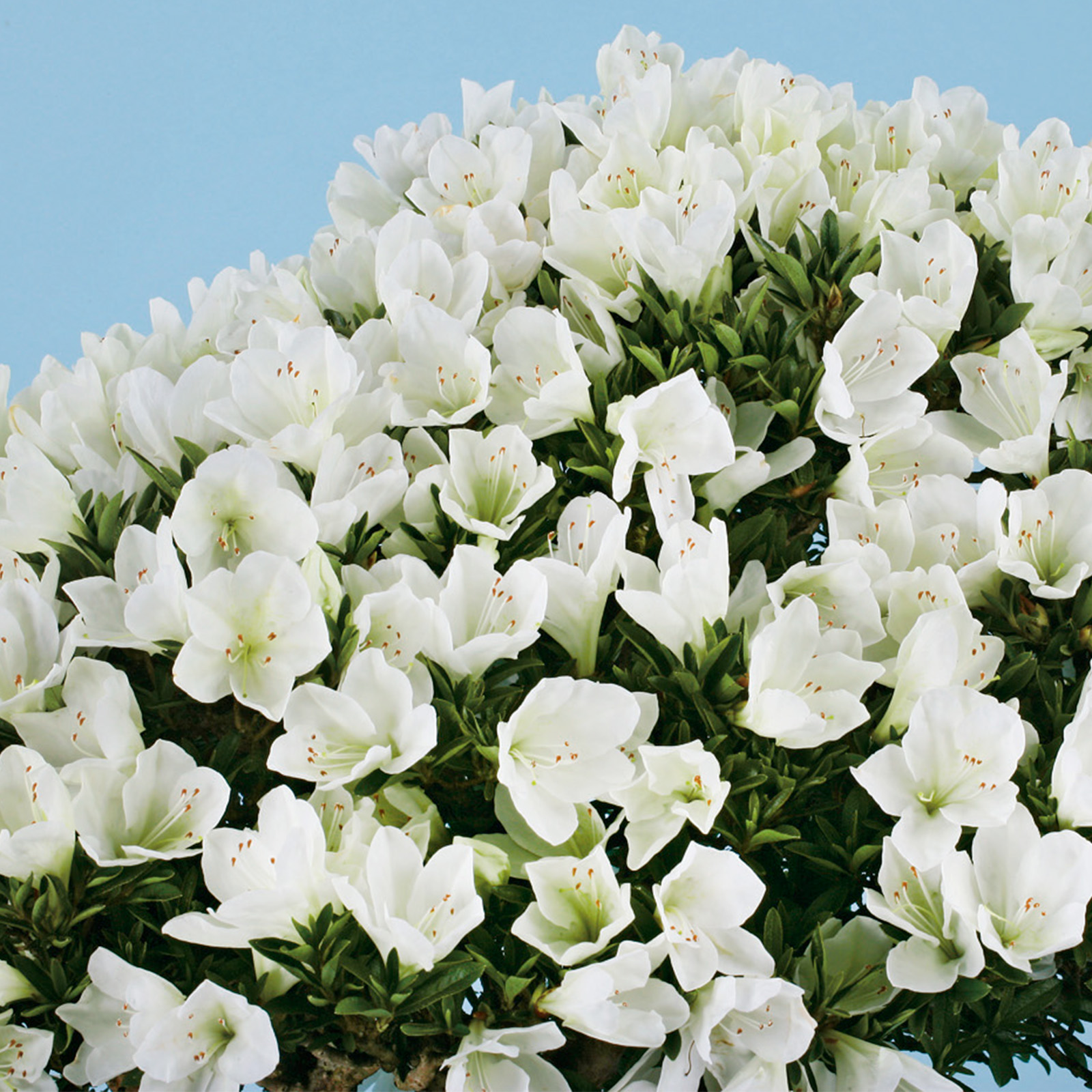 さつき花辞典：雪中の松 ｜ さつき盆栽春夏秋冬