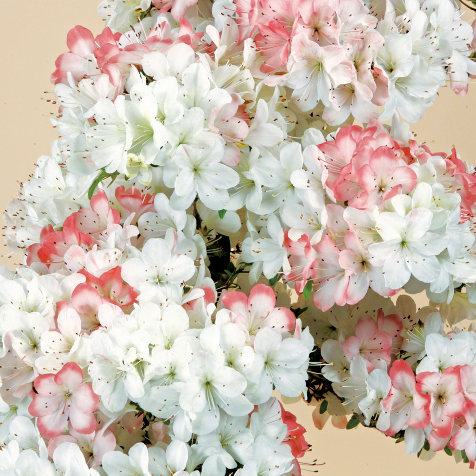 さつき花辞典：大冠 ｜ さつき盆栽春夏秋冬