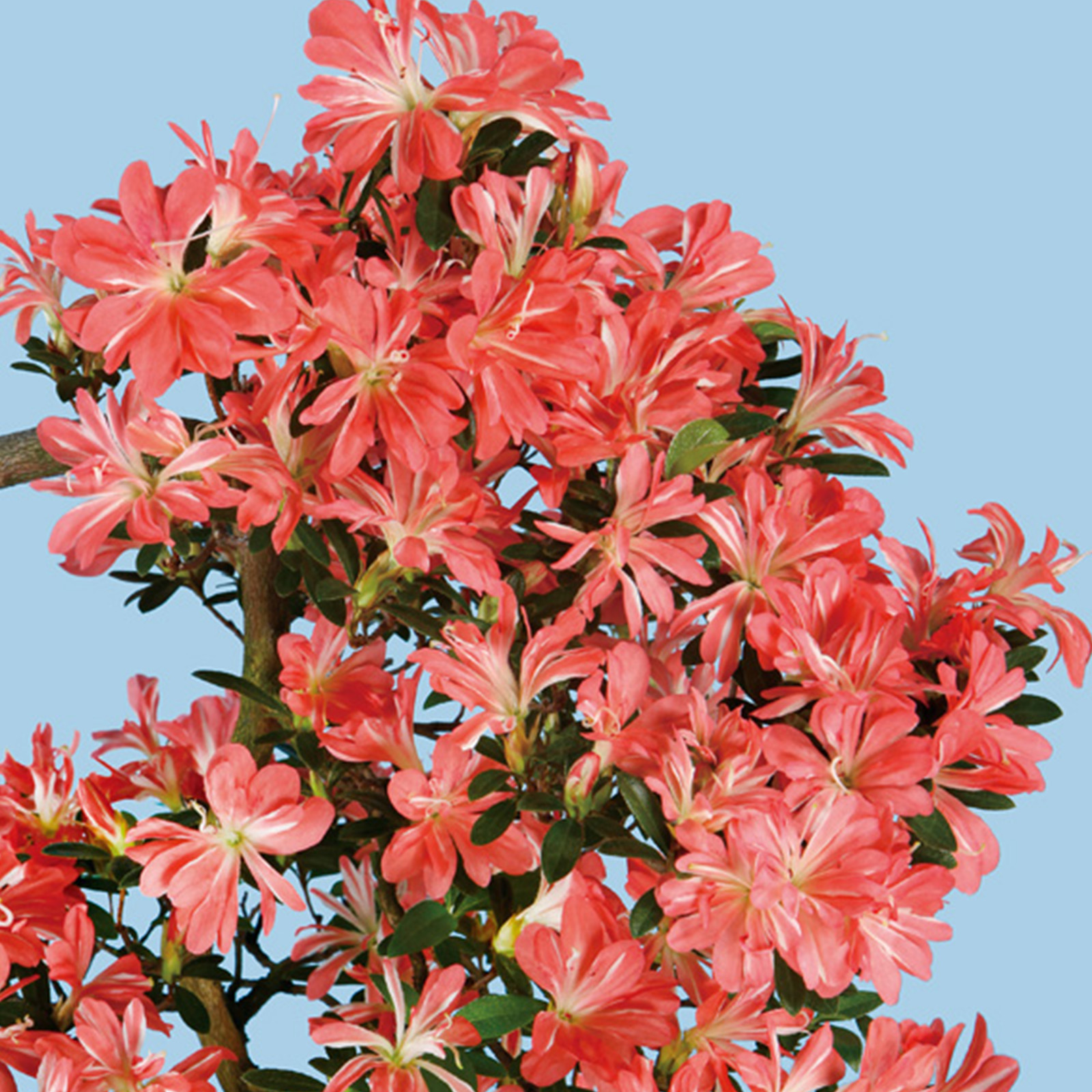 さつき花辞典：立山の舞 ｜ さつき盆栽春夏秋冬