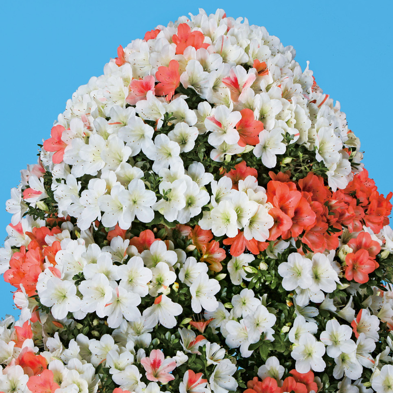 皐月盆栽　古花　赤白の咲き分け　秋田錦 皐月盆栽 古花 赤白の咲き分け 秋田錦 さつき花辞典：秋田錦 ｜ さつき