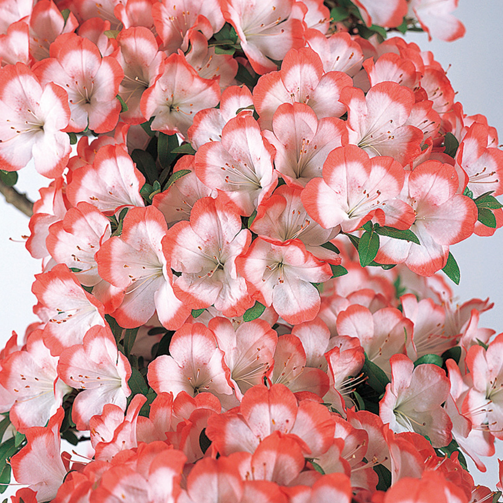 さつき花辞典：大朱盃 ｜ さつき盆栽春夏秋冬