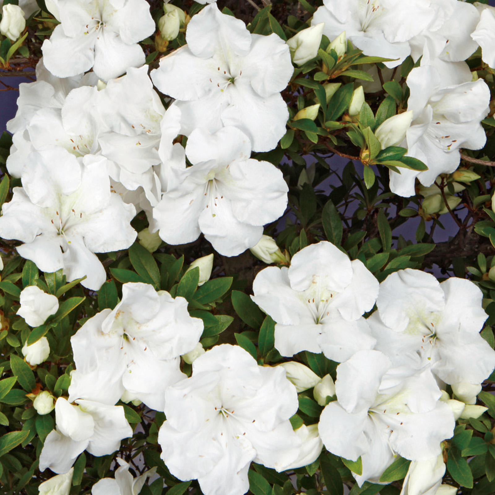 さつき花辞典：大雪山 ｜ さつき盆栽春夏秋冬