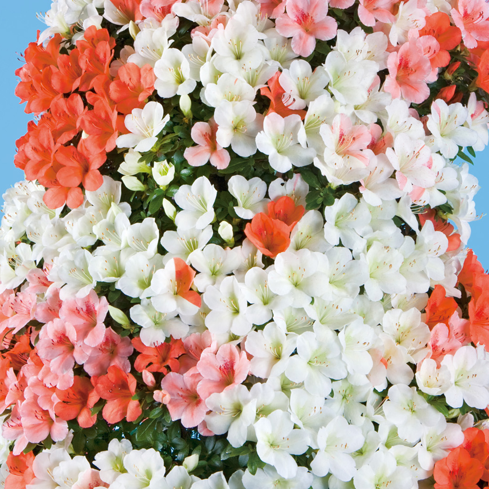 さつき花辞典：千代の誉 ｜ さつき盆栽春夏秋冬