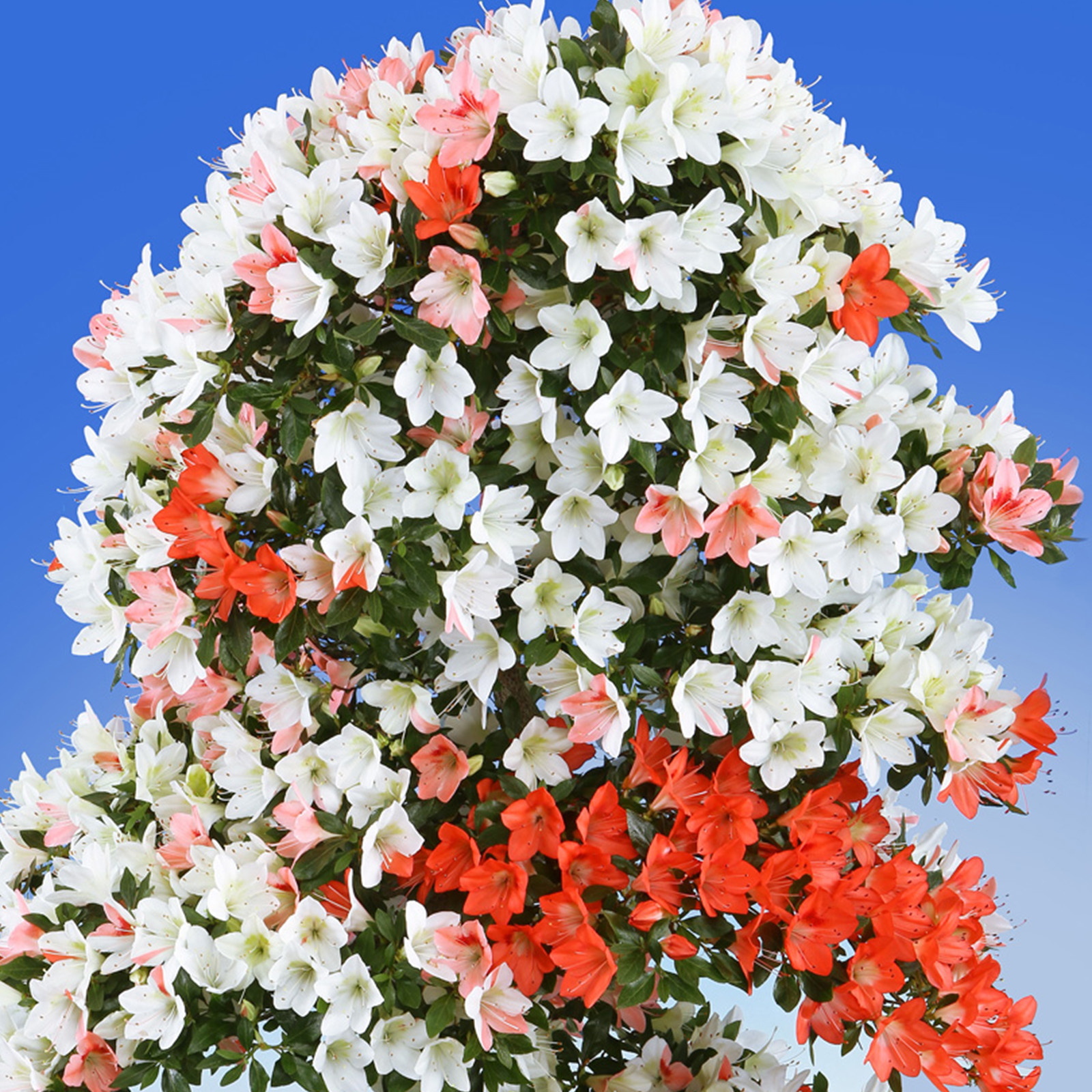 さつき花辞典：天使の翼 ｜ さつき盆栽春夏秋冬