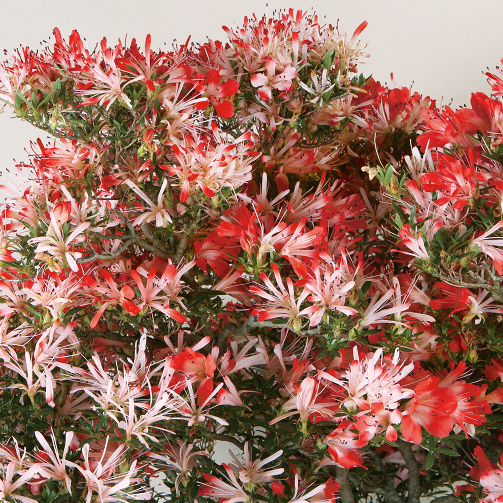 さつき花辞典：桃源郷 ｜ さつき盆栽春夏秋冬