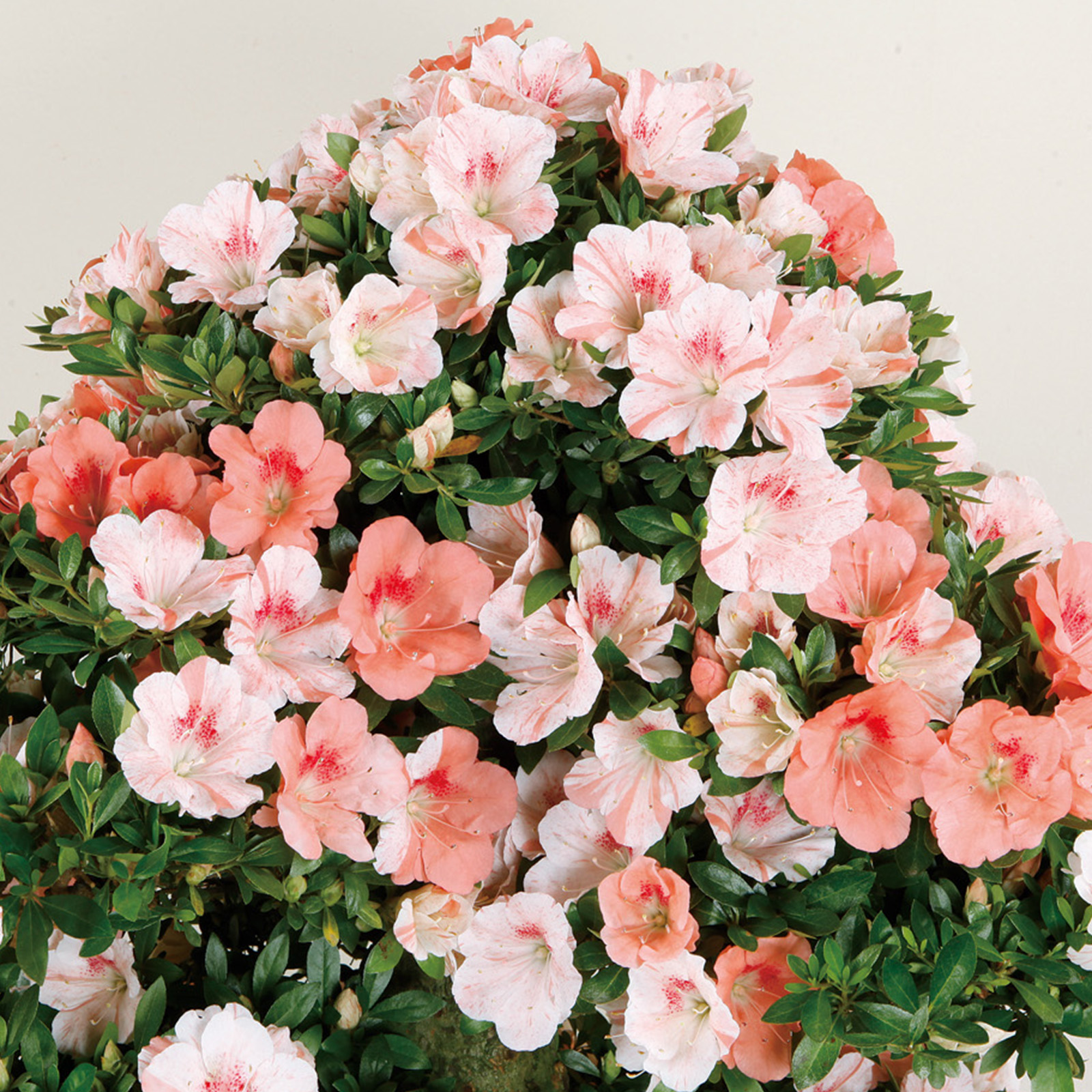 さつき花辞典：鴇恵比須 ｜ さつき盆栽春夏秋冬