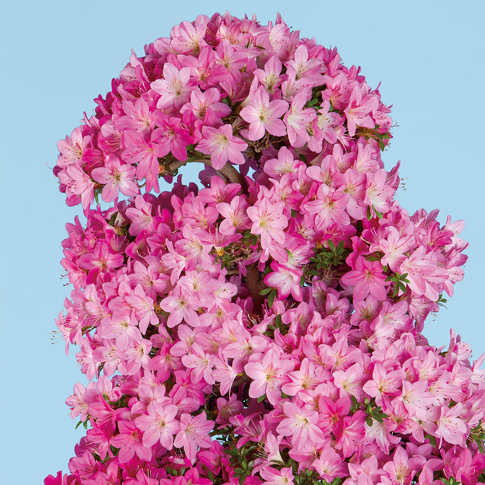 皐月盆栽　那須野　SATUKIBONSAI NASUNO さつき花辞典：那須野 ｜ さつき盆栽春夏秋冬