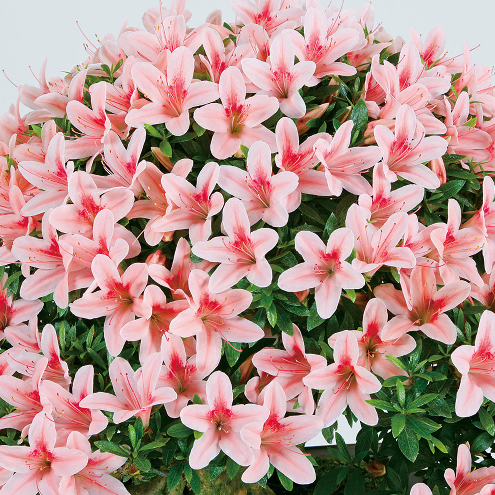 さつき花辞典：如峰山 ｜ さつき盆栽春夏秋冬