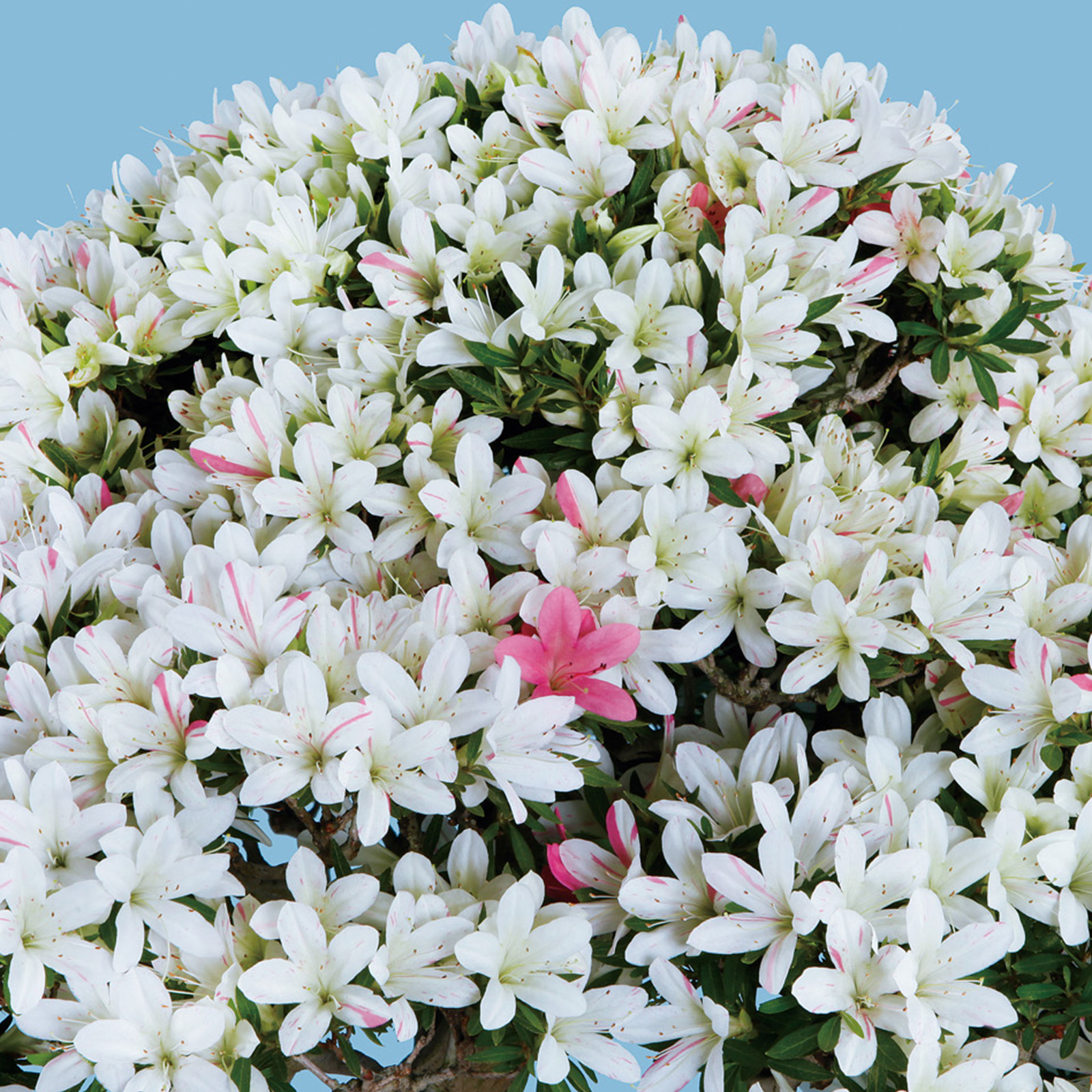 皐月 白蓮 ※花終わり 樹高27cm 中品盆栽 半懸崖 根上り 綺麗な花 皐月 白蓮 ※花終わり 樹高27cm 中品盆栽 半懸崖 根上り 綺麗な花