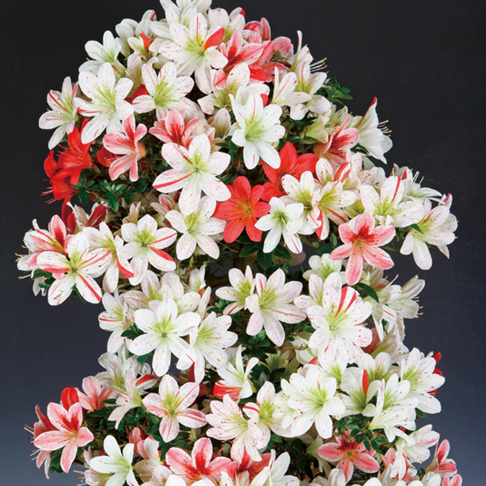 【中古】 花のアルバム 庭の花道端の花/無明舎出版/柿崎善明 花のアルバム / 柿崎善明 - 紀伊國屋書店ウェブストア