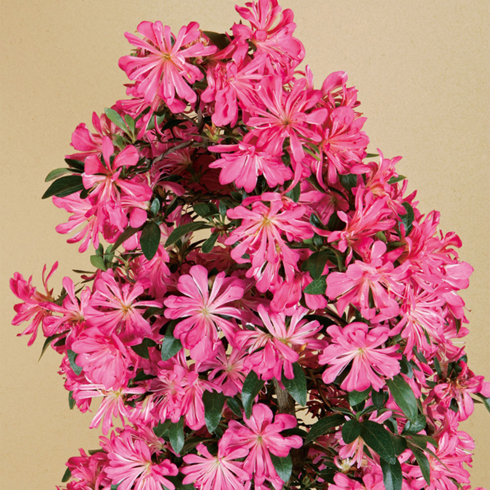 皐月(はなびん) 盆栽 楽天市場】盆栽 皐月 はなびん 樹高 約16cm さつき Rhododendron