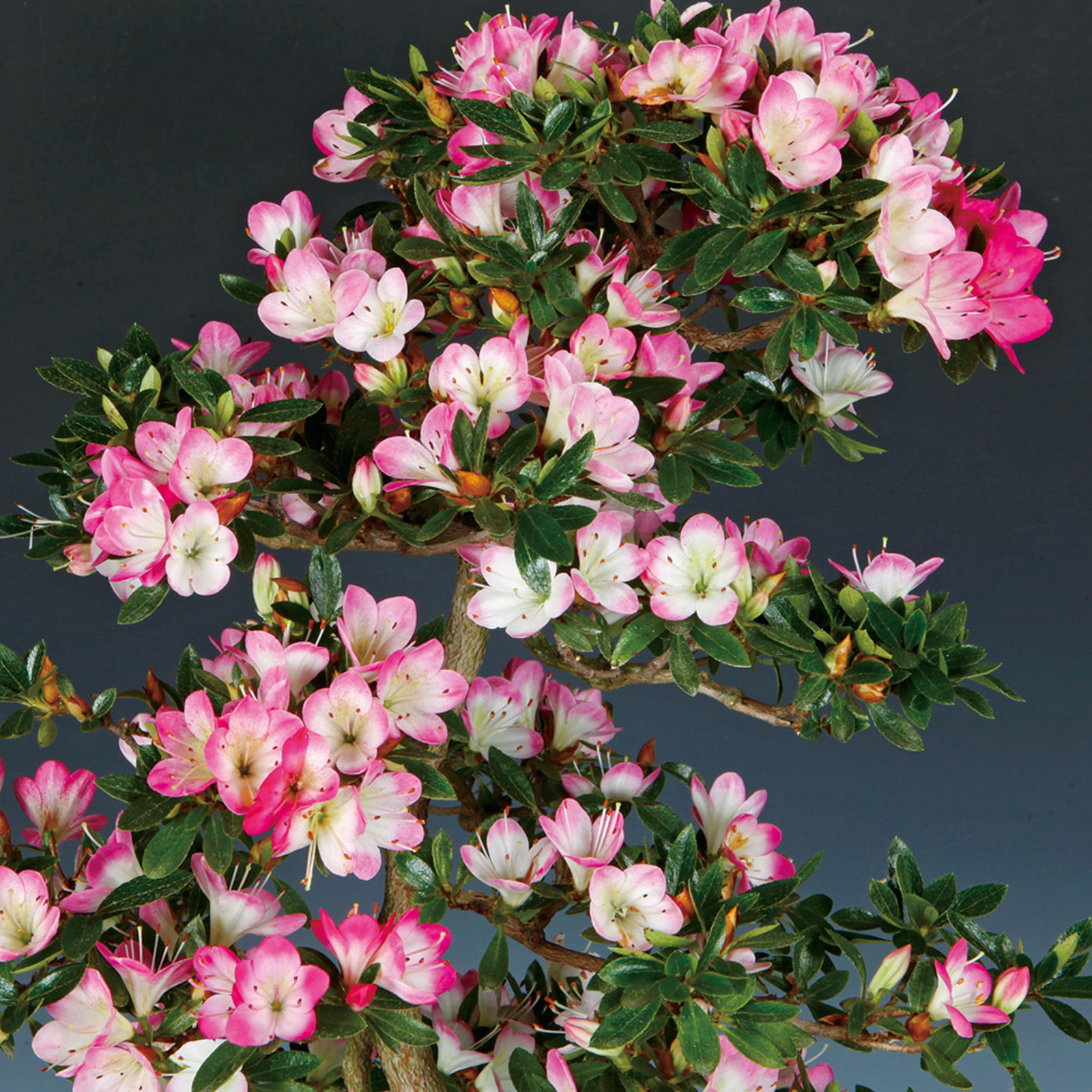 さつき花辞典：花舞鼓 ｜ さつき盆栽春夏秋冬