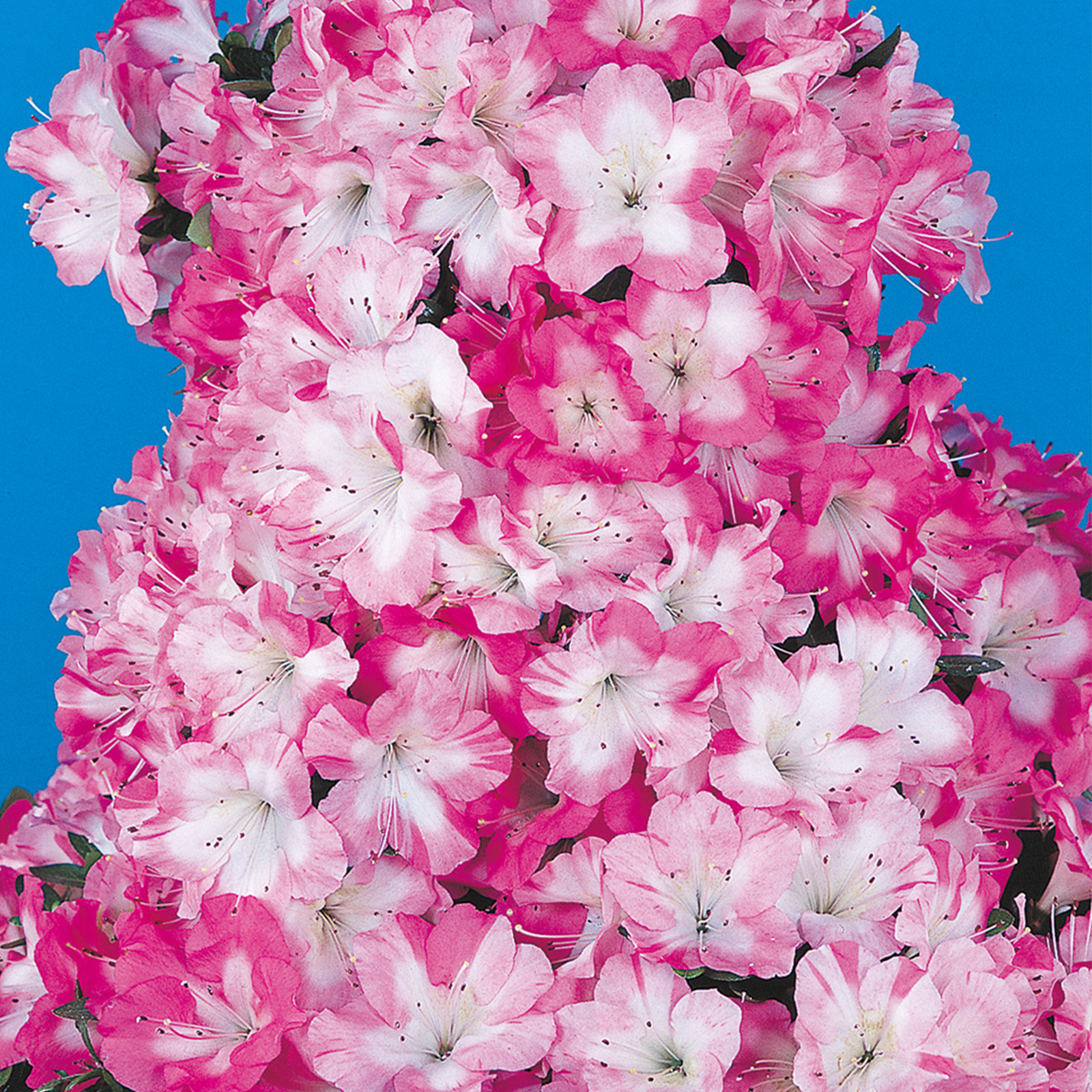春の花様角19.2L6本
