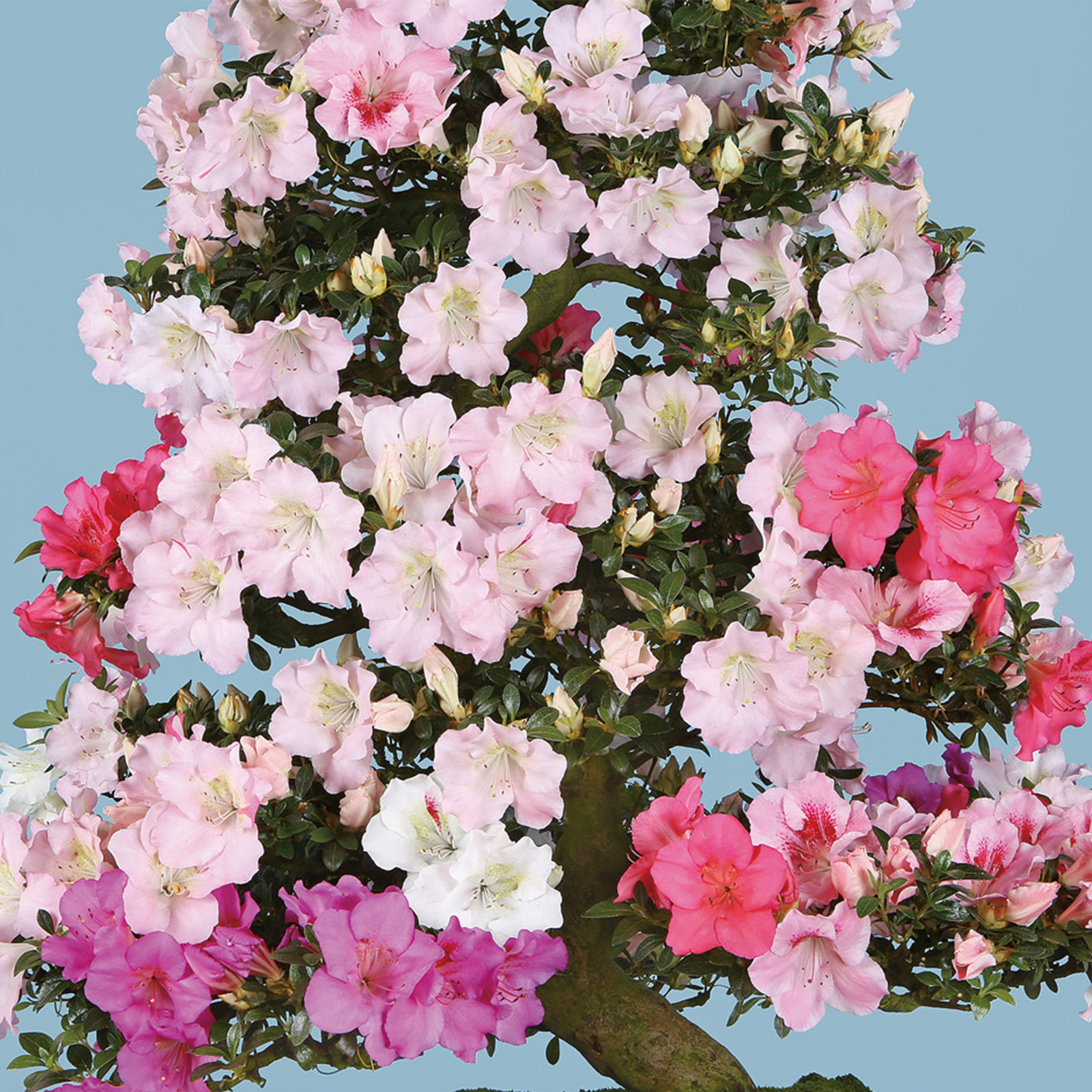 さつき花辞典：春の苑 ｜ さつき盆栽春夏秋冬