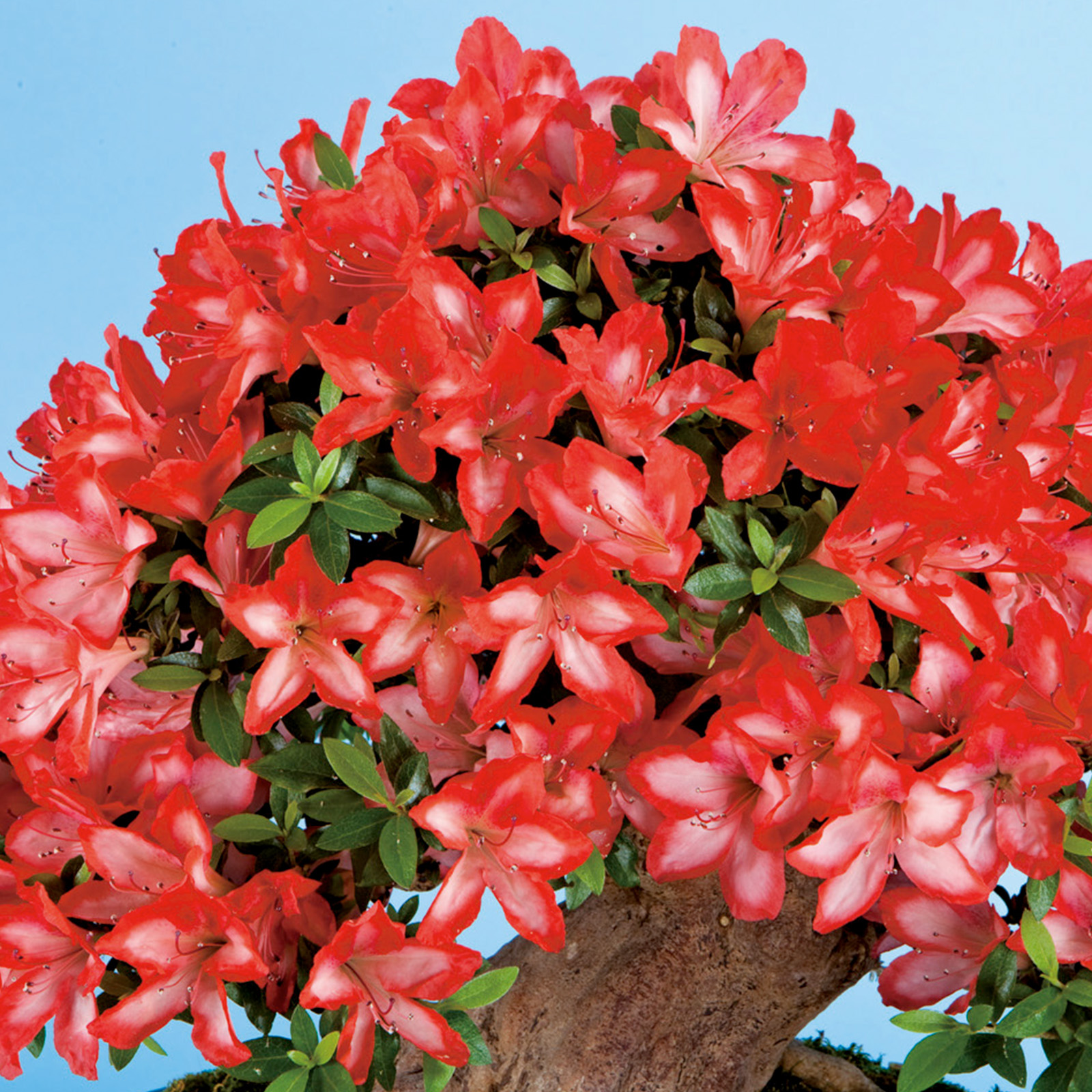 紅花 さつき花辞典：緋縅 ｜ さつき盆栽春夏秋冬