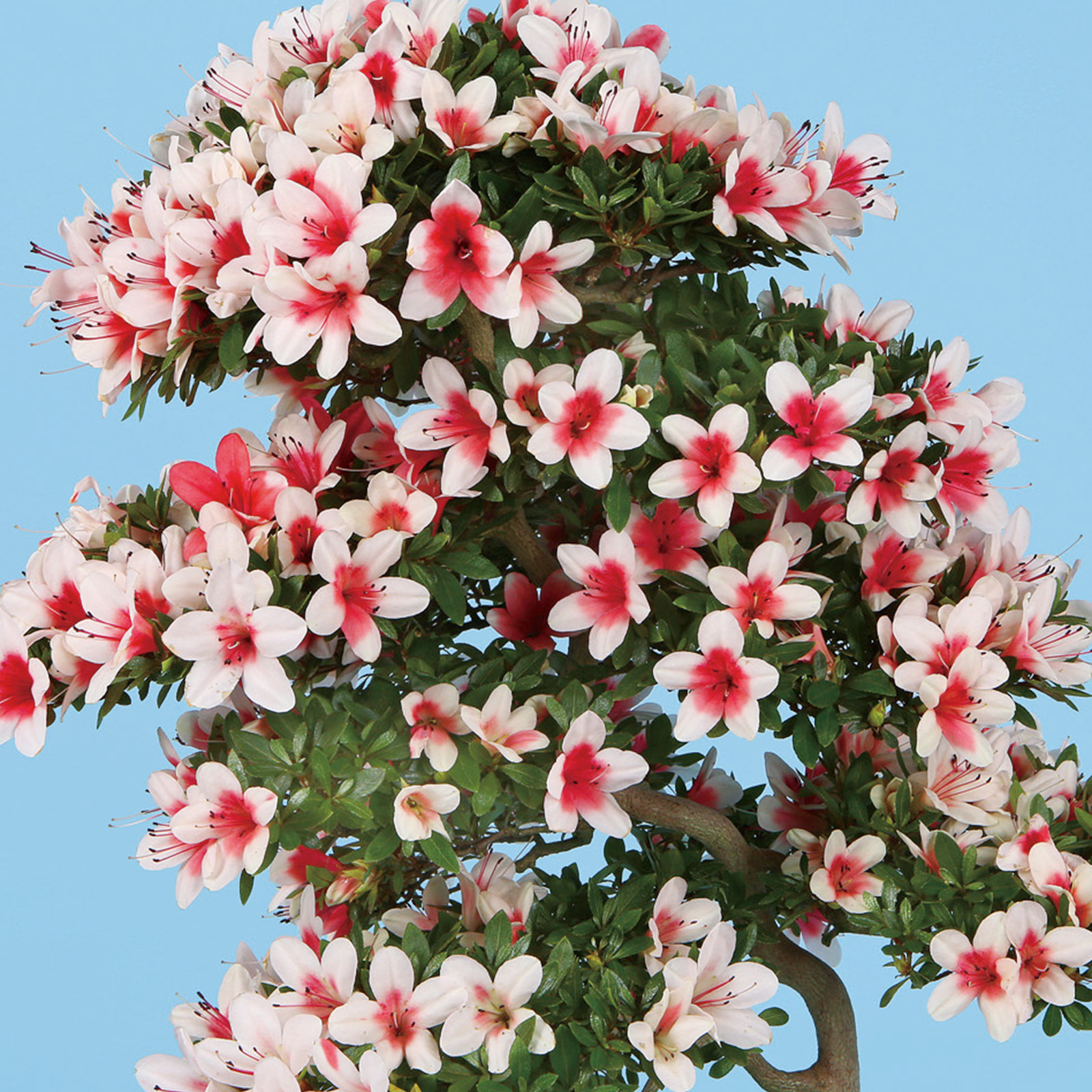 さつき花辞典：日の丸 ｜ さつき盆栽春夏秋冬