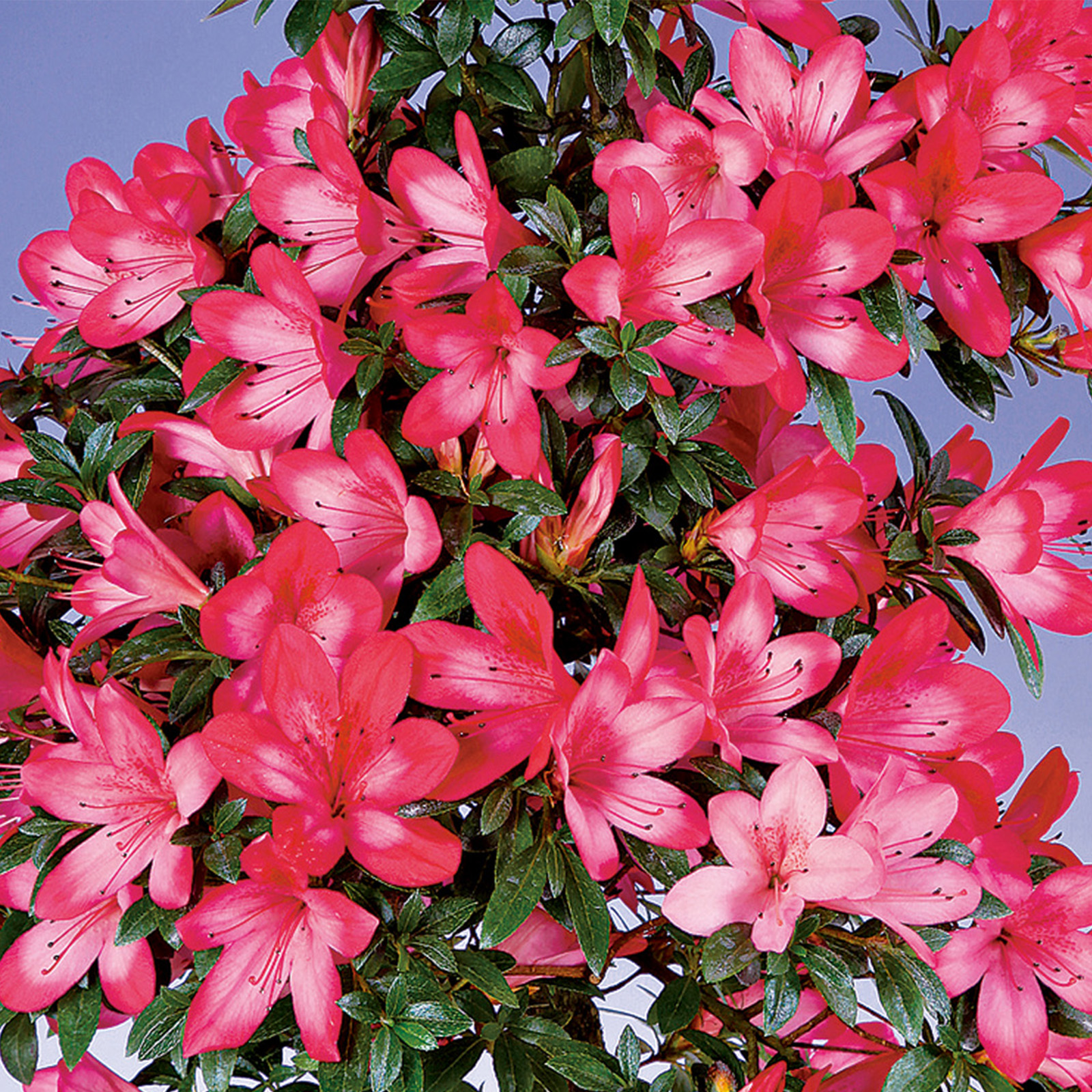 さつき花辞典：紅影 ｜ さつき盆栽春夏秋冬