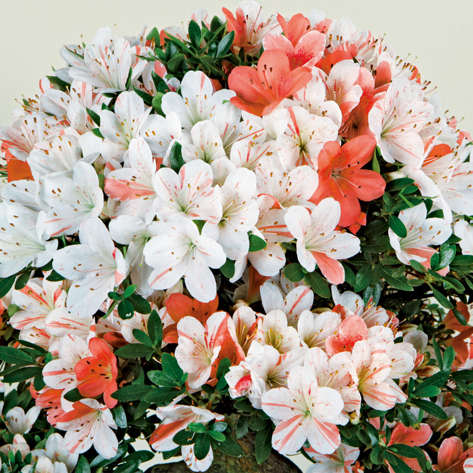 さつき花辞典：松鏡 ｜ さつき盆栽春夏秋冬