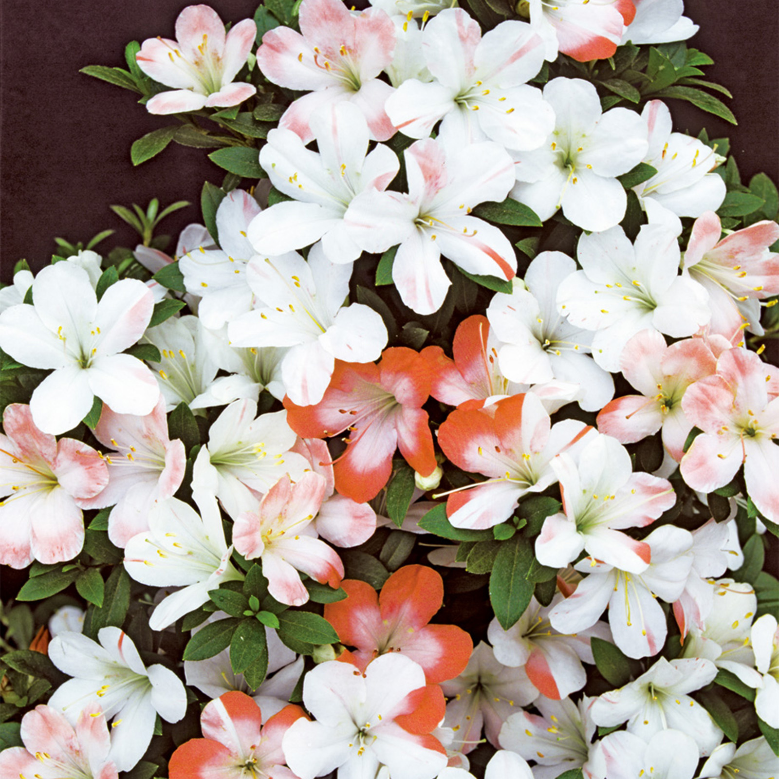 さつき花辞典：松の月 ｜ さつき盆栽春夏秋冬