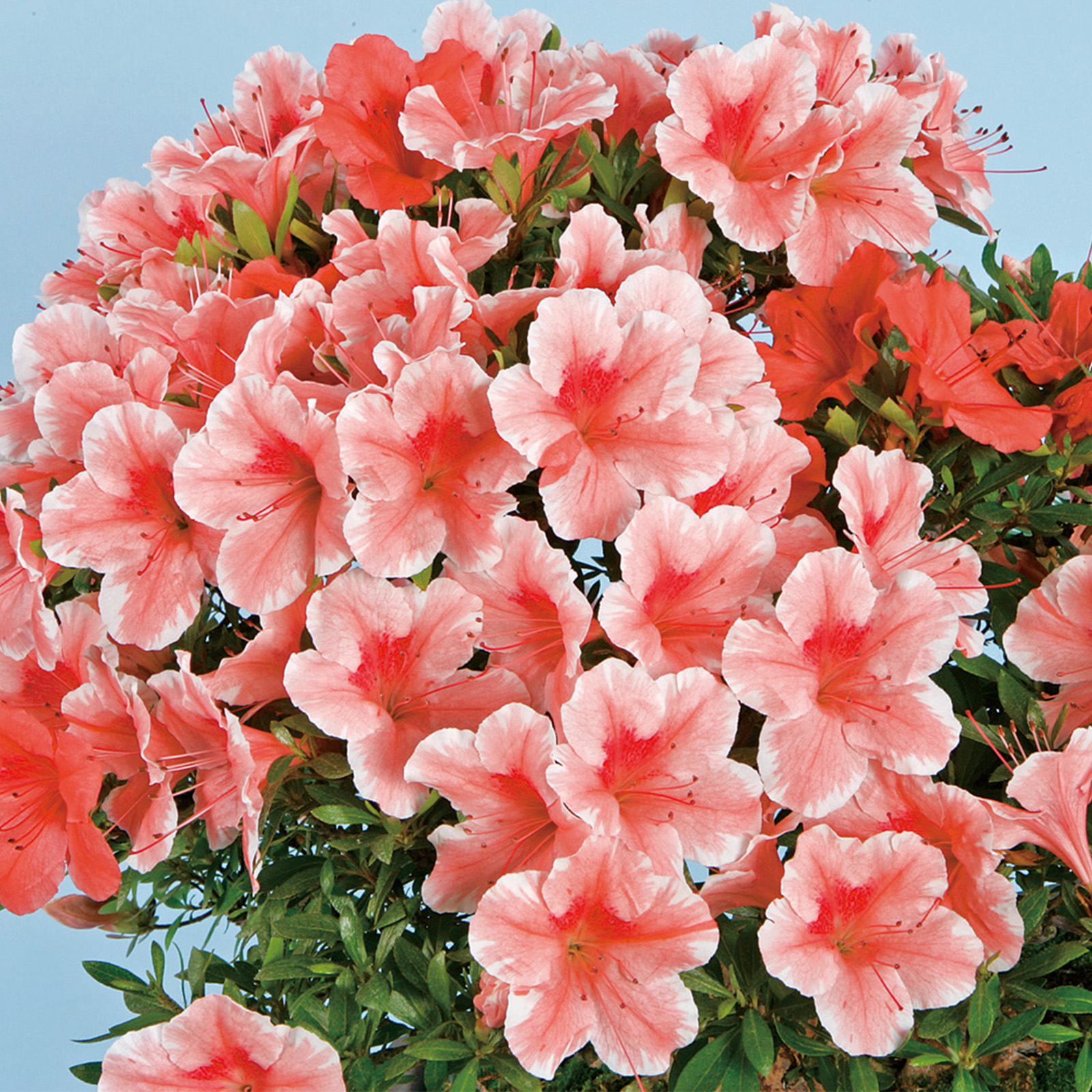 さつき花辞典：峰の雪 ｜ さつき盆栽春夏秋冬