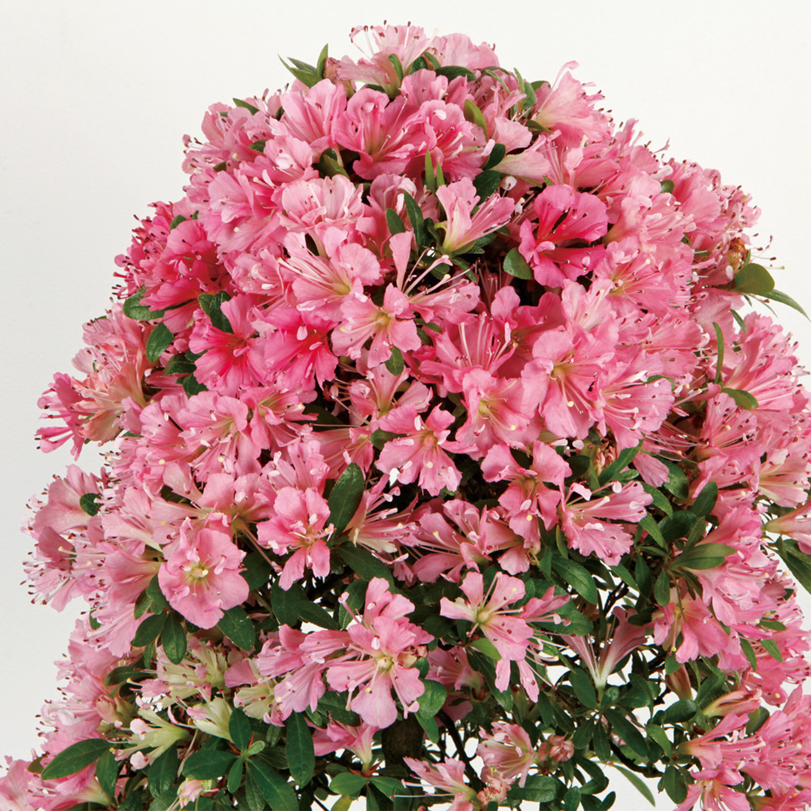 New - 庭の草花をもう一度楽しんで｜After Gardening