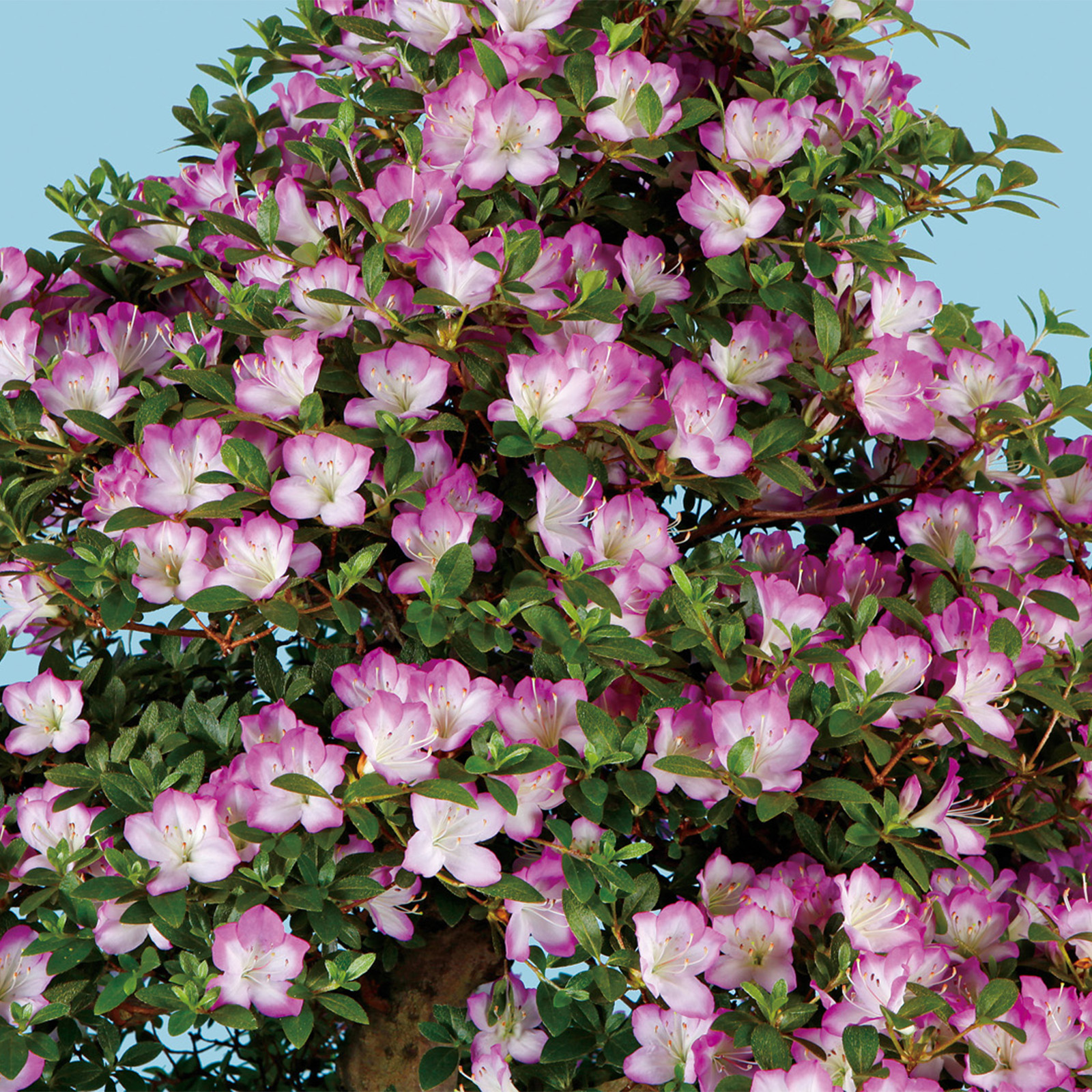 皐月盆栽‼️深山満月‼️ブラックフライデー12月1日まで12万〜8万円 みやままんげつ_深山満月.jpg