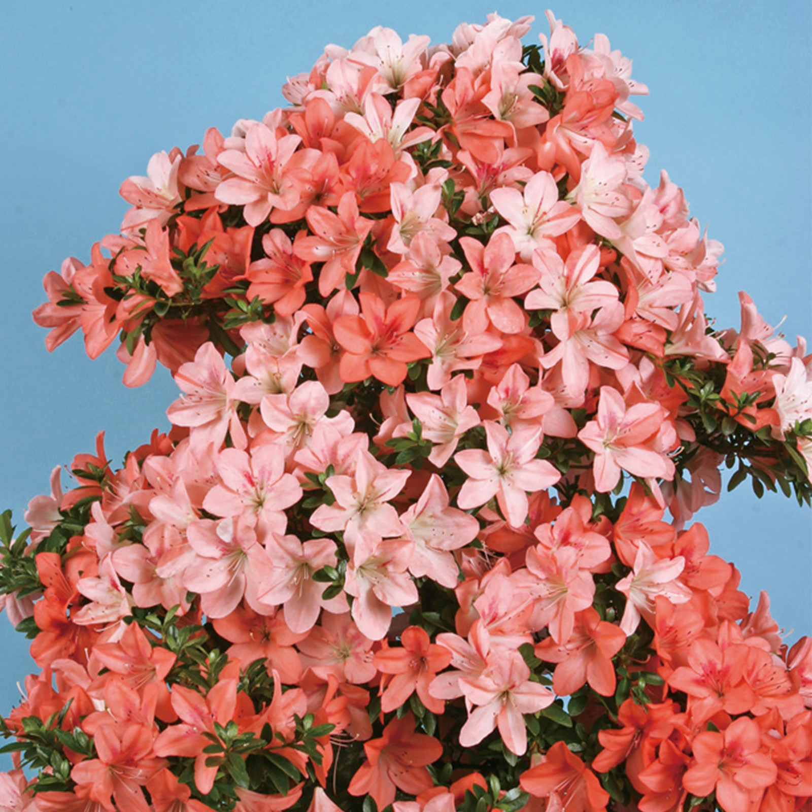 さつき  約50cm さつき花辞典：美良野 ｜ さつき盆栽春夏秋冬