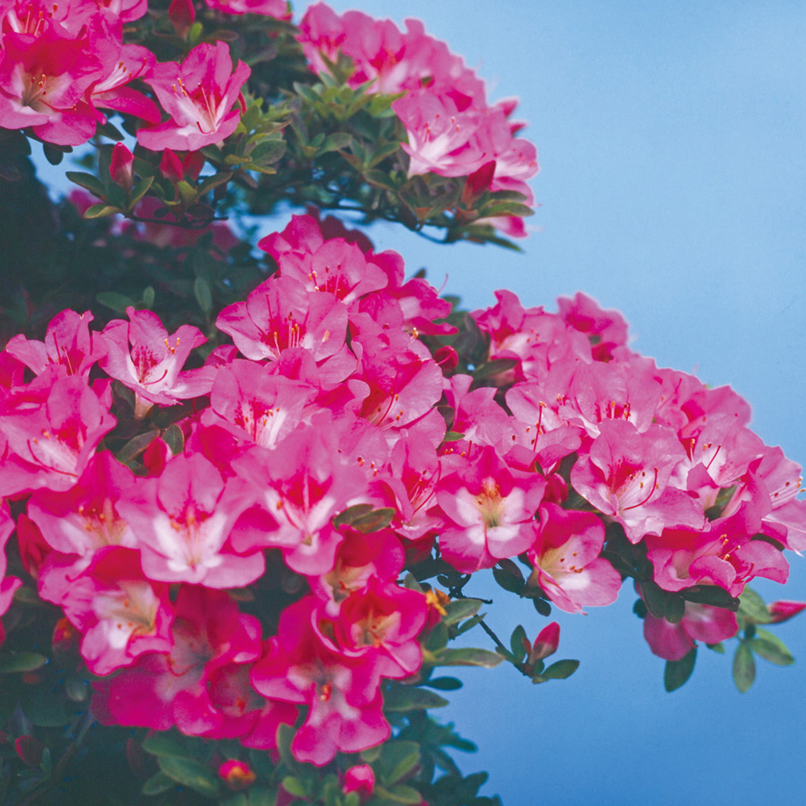 さつき花辞典：叢雲の月 ｜ さつき盆栽春夏秋冬