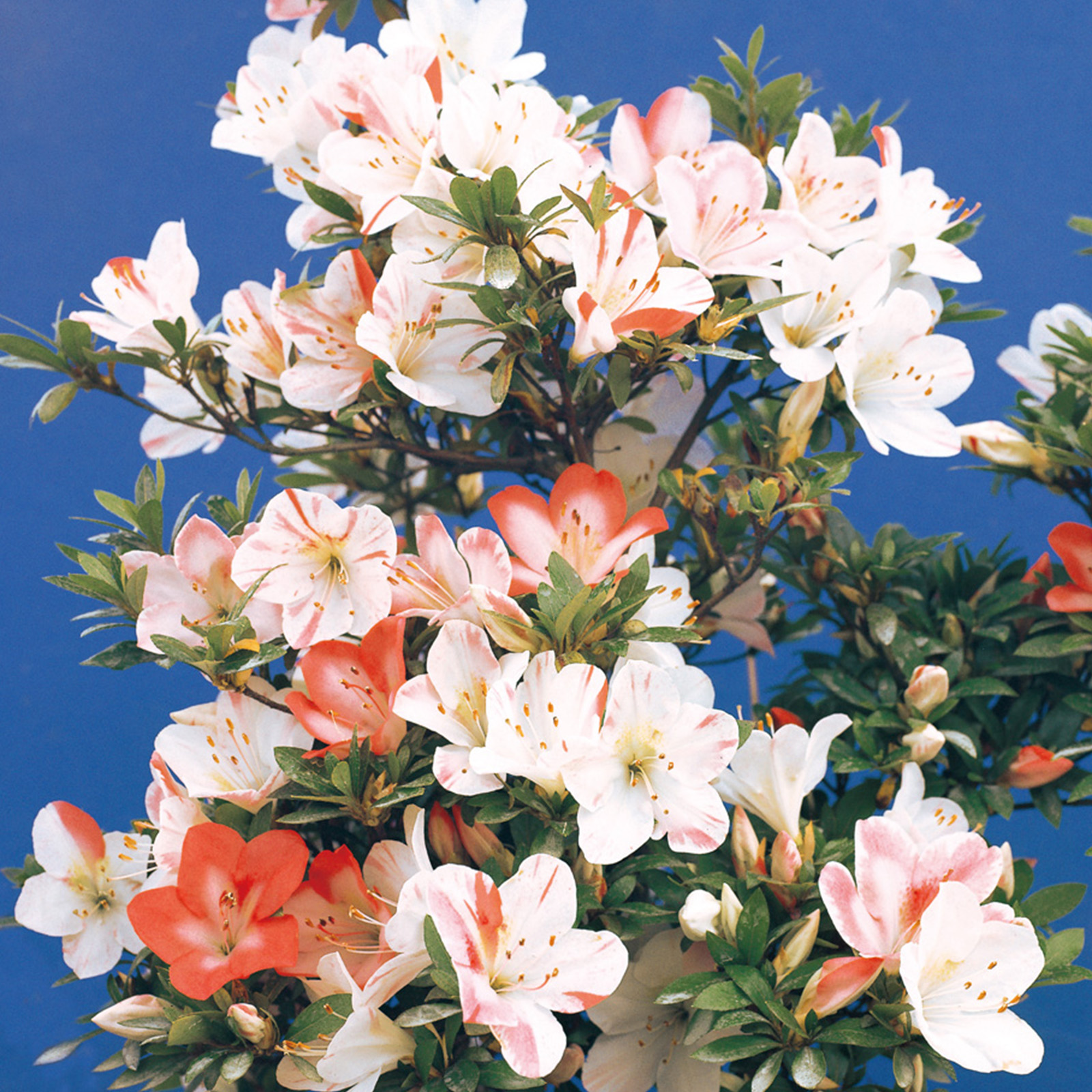 さつき花辞典：名月 ｜ さつき盆栽春夏秋冬