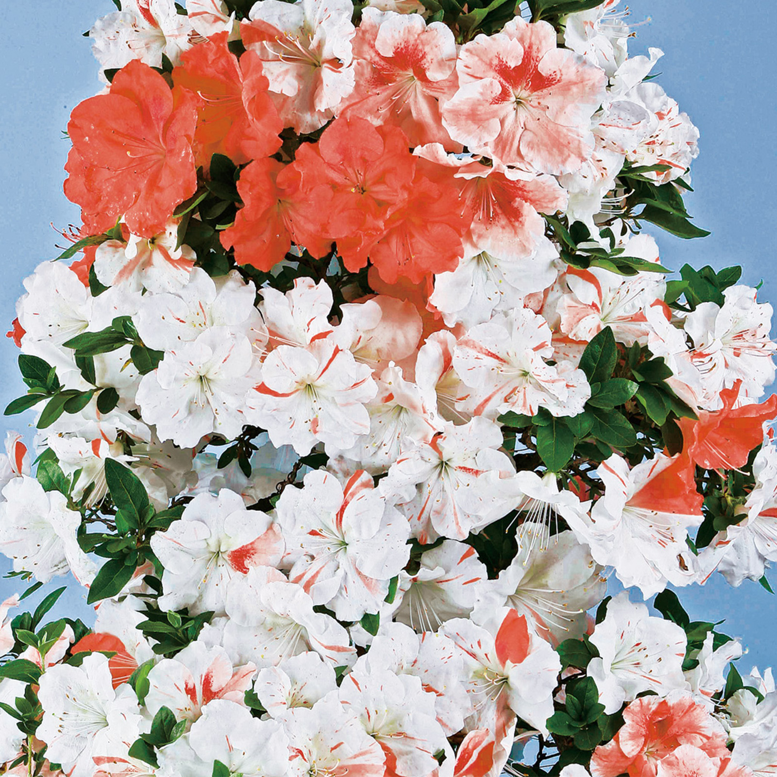 さつき花辞典：明朝 ｜ さつき盆栽春夏秋冬