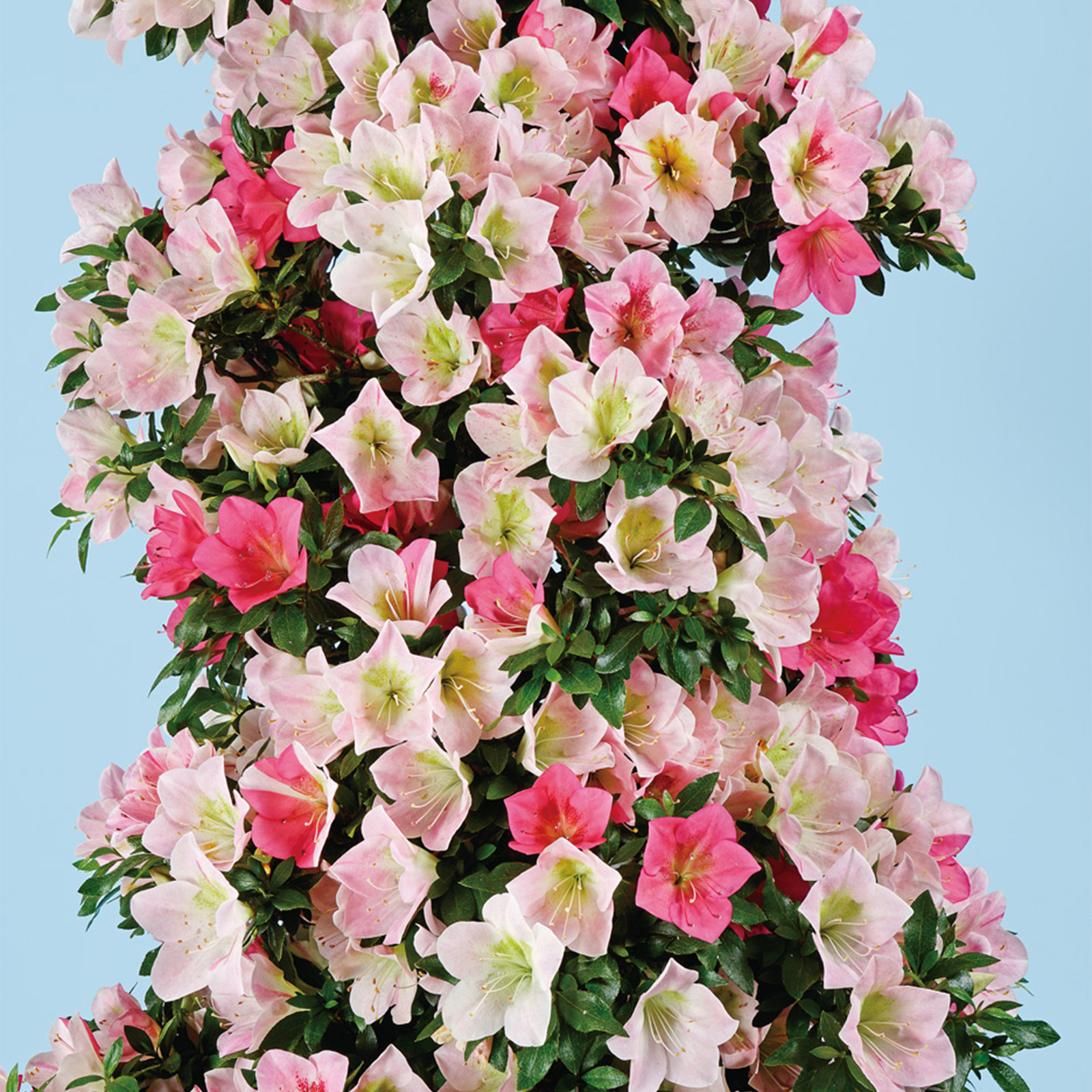 さつき花辞典：銘峰 ｜ さつき盆栽春夏秋冬
