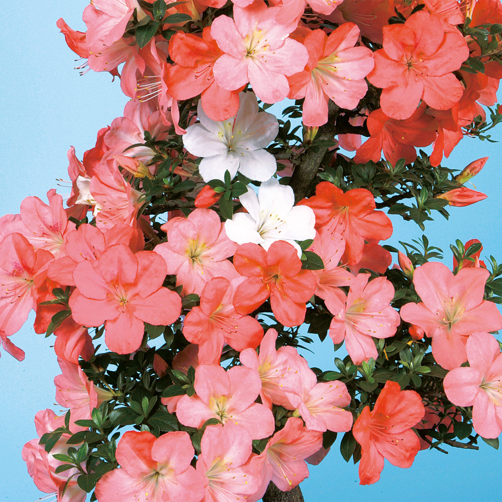 皐月盆栽　古花　赤白の咲き分け　秋田錦 皐月盆栽 古花 赤白の咲き分け 秋田錦 皐月盆栽 古花 赤白の咲き分け