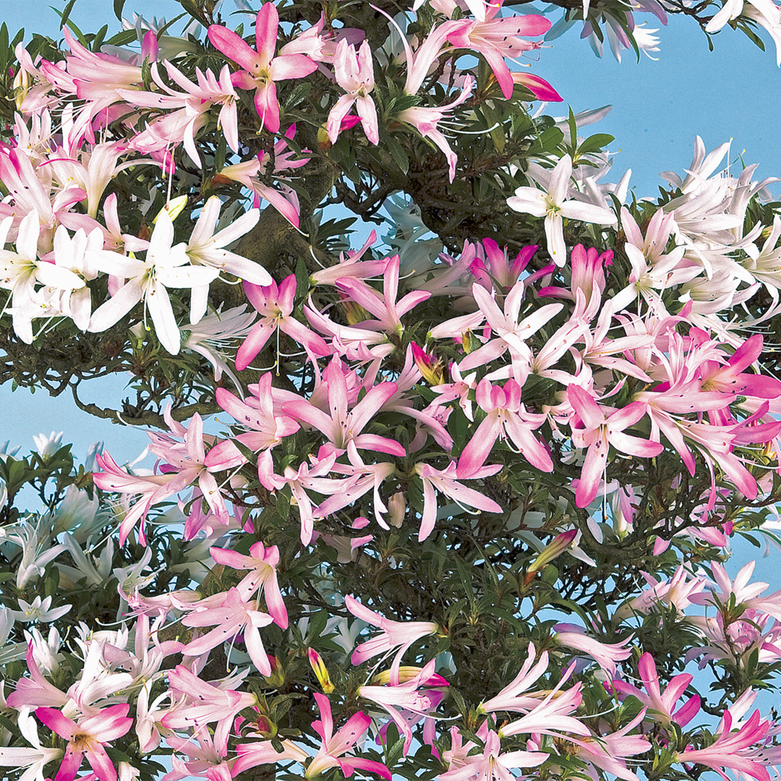 さつき花辞典：淀の光 ｜ さつき盆栽春夏秋冬