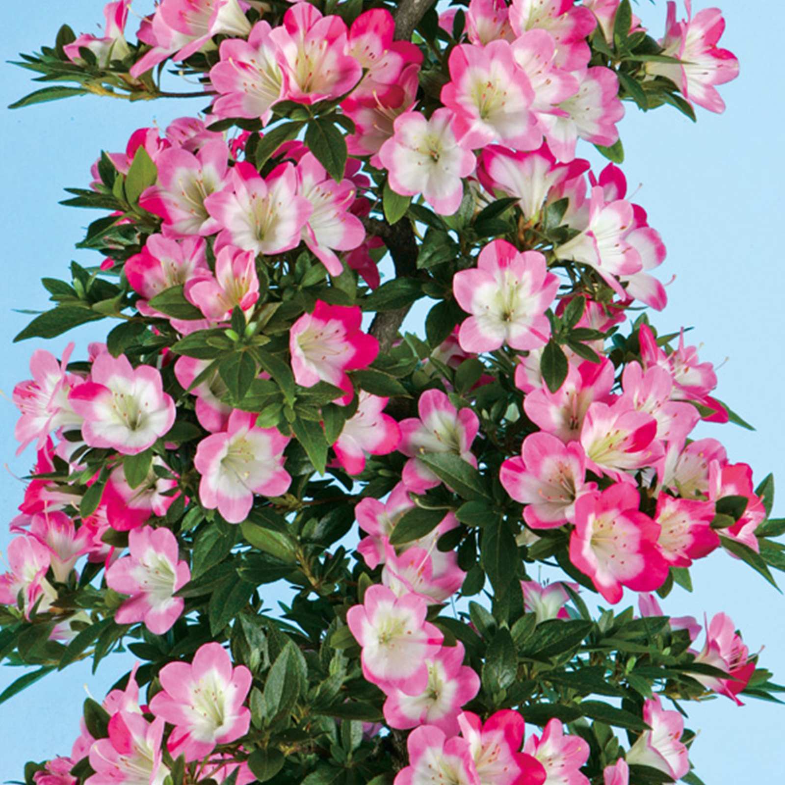 カッチャン様予約！ 麗子 皐月盆栽 さつき盆栽 サツキ盆栽 サツキ盆栽 皐月 カッチャン様予約！ 麗子 皐月盆栽 さつき盆栽 サツキ