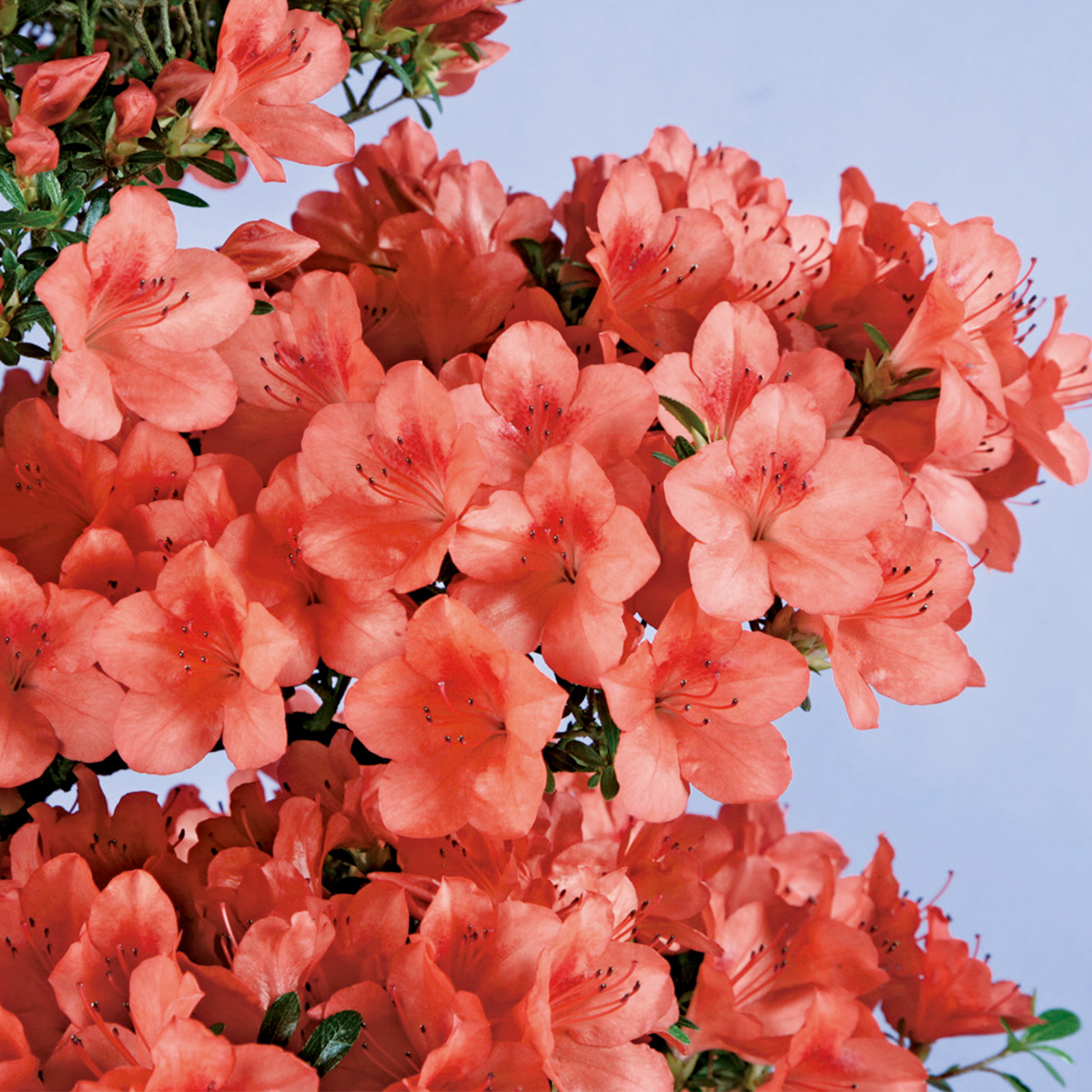 さつき花辞典：若山 ｜ さつき盆栽春夏秋冬